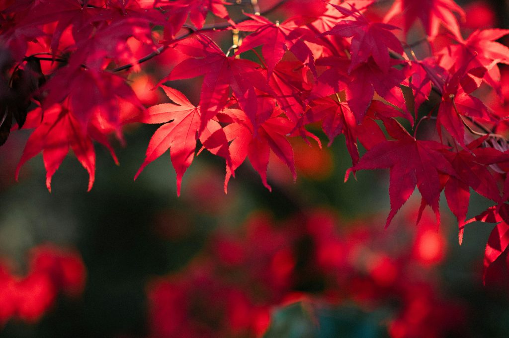 healing zwarte magie